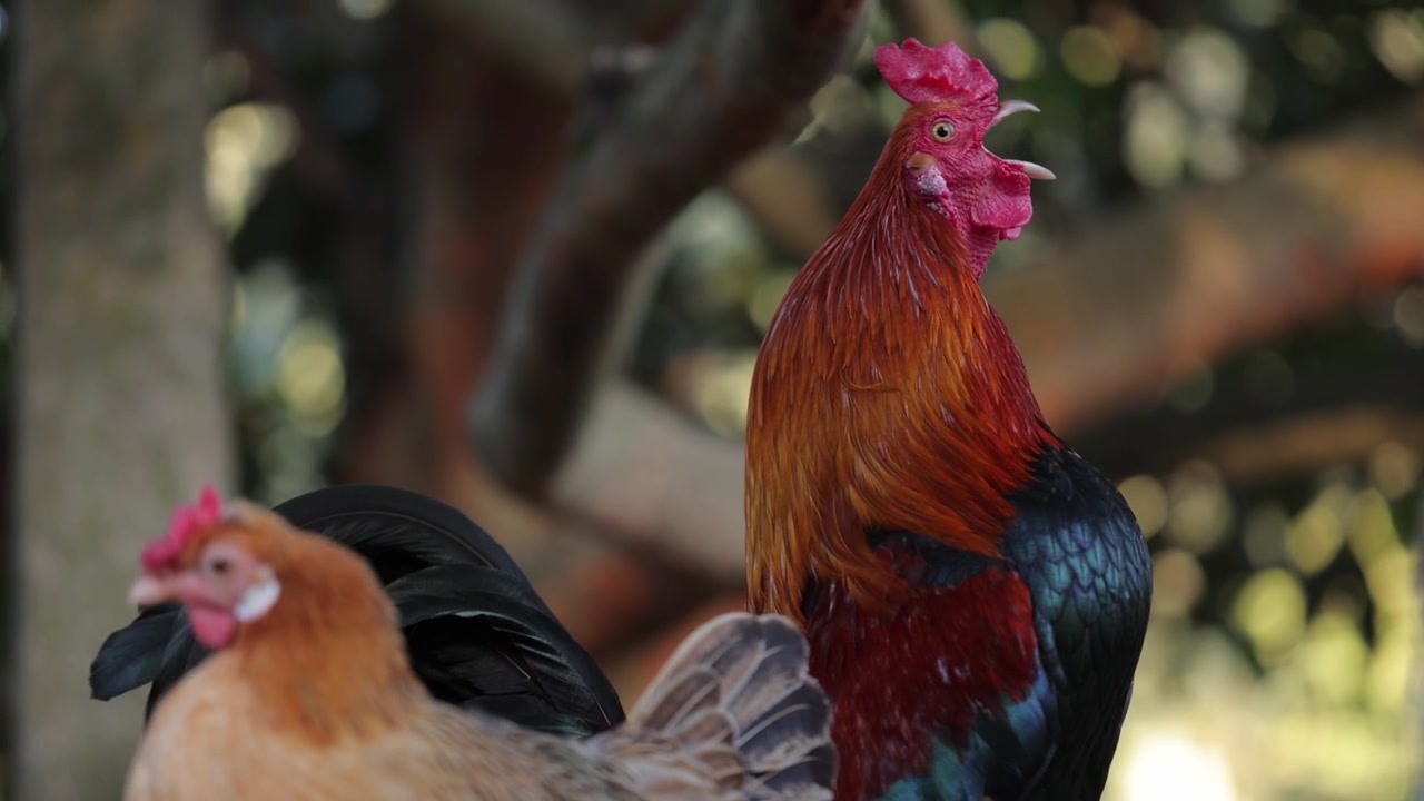 Vivid rooster stands tall on a rustic wall, crowing alongside a hen in soft natural morning light. Lush greenery and tranquil rural backdrop highlight peaceful farm life.