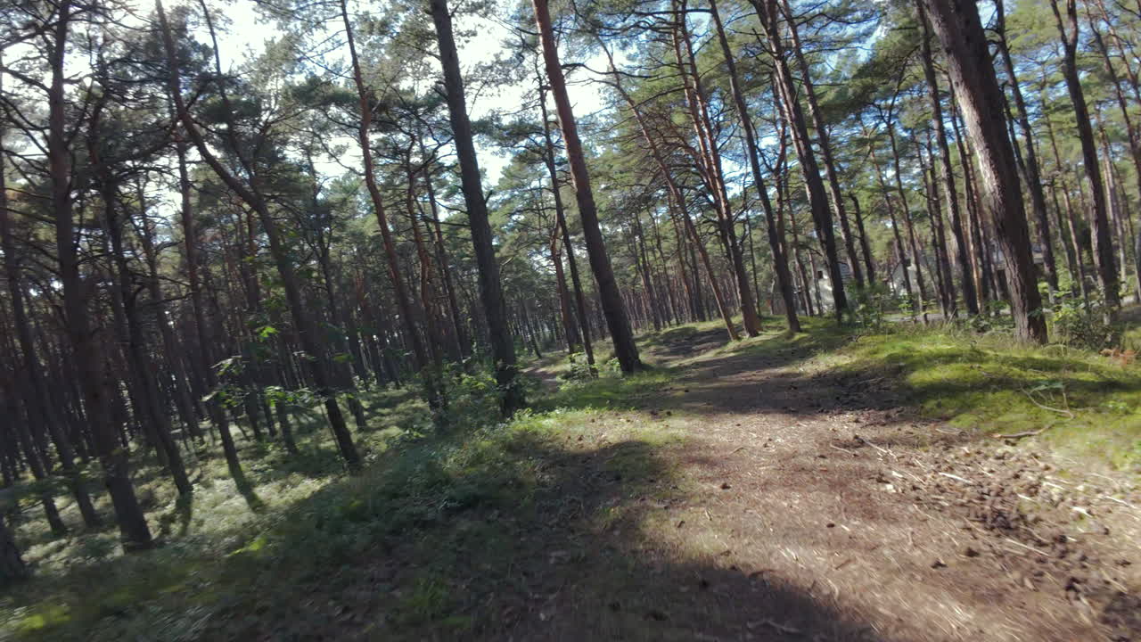 Splendida prospettiva aerea di una foresta catturata da un drone FPV. Volo agile tra rami e fogliame in un ambiente verde e selvaggio.