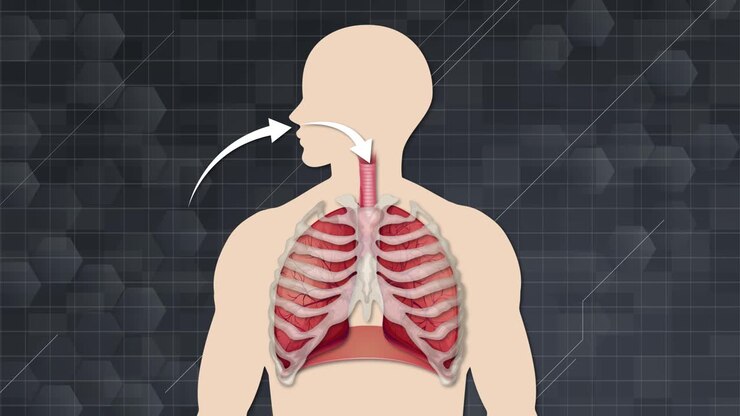 Educational depiction of breathing process in humans