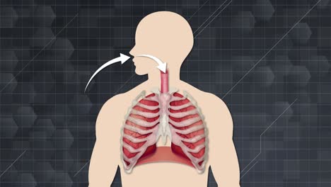 representación educativa del proceso de respiración en los humanos