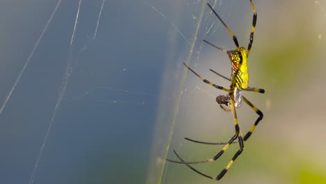 Joro-Spider-wraps-or-cocoons-the-fly-prey-in-a-silk-web-secreted-at-the-end-of-the-abdomen,-South-Korea,-close-up