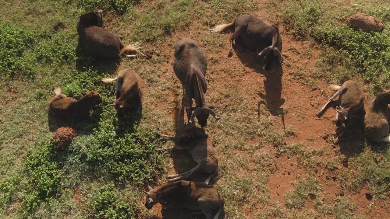 Close up drone footage of Wildebeest babies laying in the wild