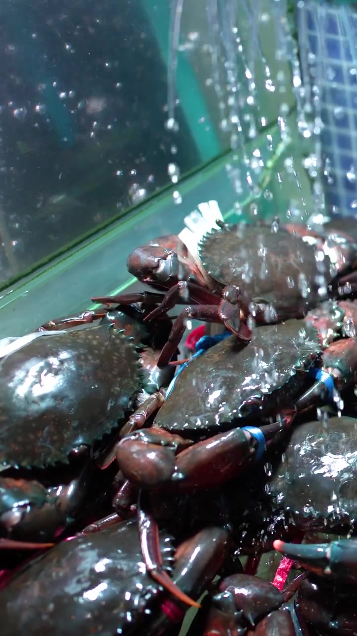 Close-up shot of live mud crabs with tied claws in a restaurant aquarium tank