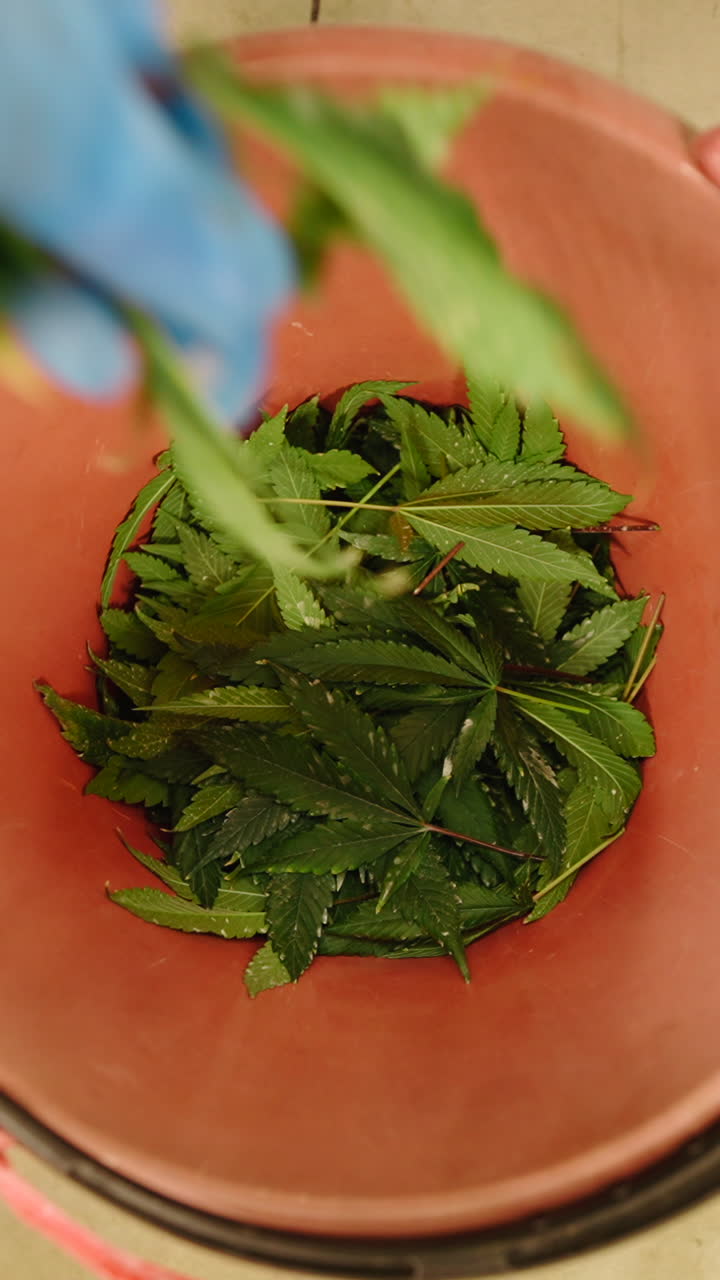 Hand Adding Fresh Cannabis Leaves to a Red Bucket