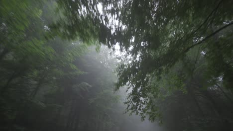 foggy, enchanted forest road.