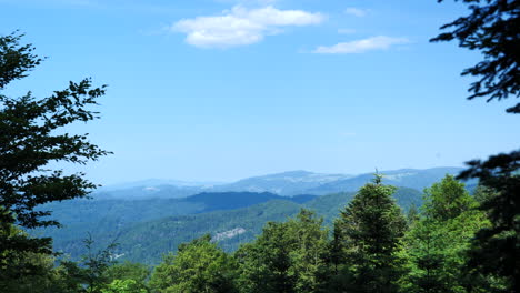 Vibrante-Paisaje-De-Bosque-Ondulado-En-Un-Día-Soleado-De-Verano