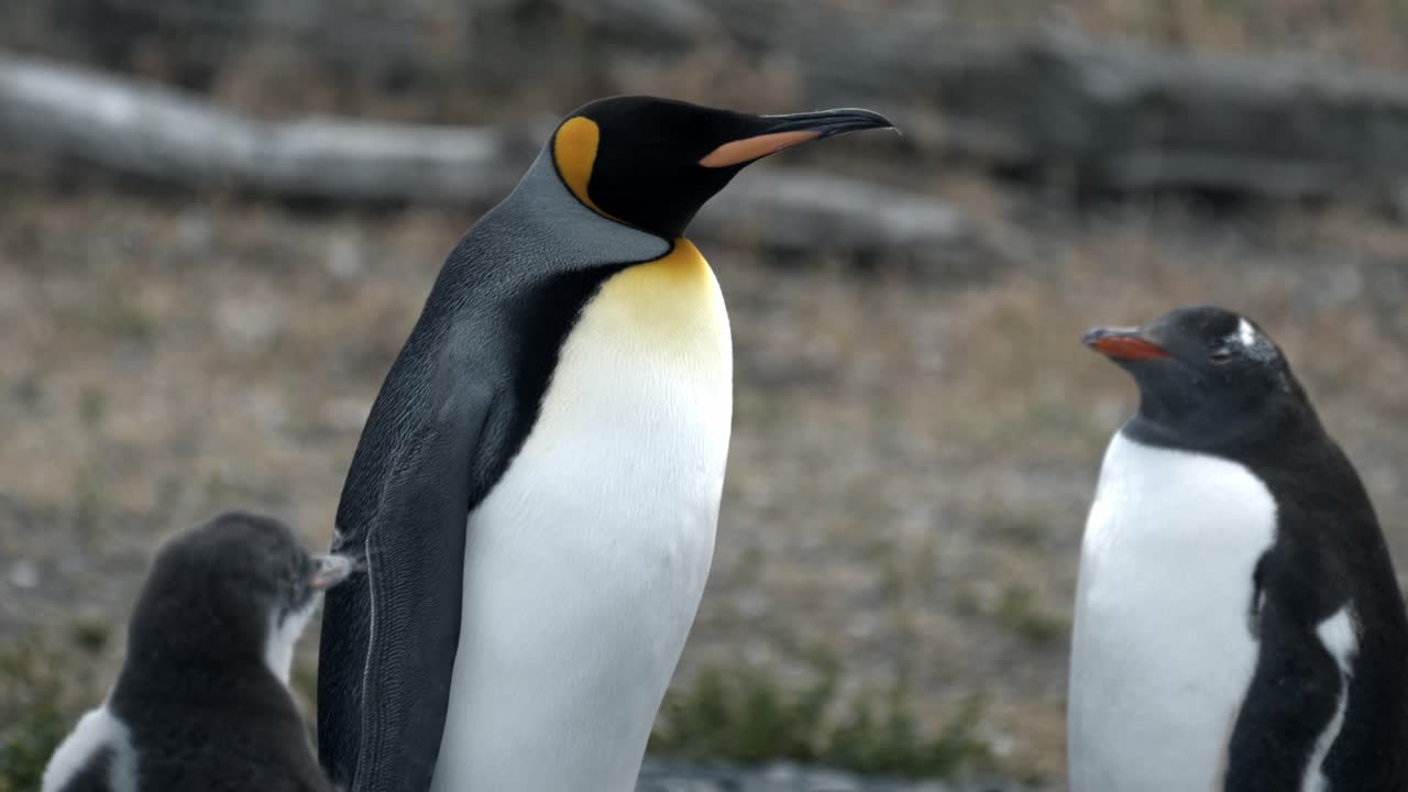 pingüino rey con pingüinos gentoo en la isla martillo, ushuaia