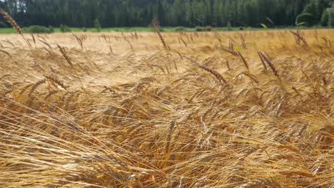 golden hay field waving gently in a soft wind