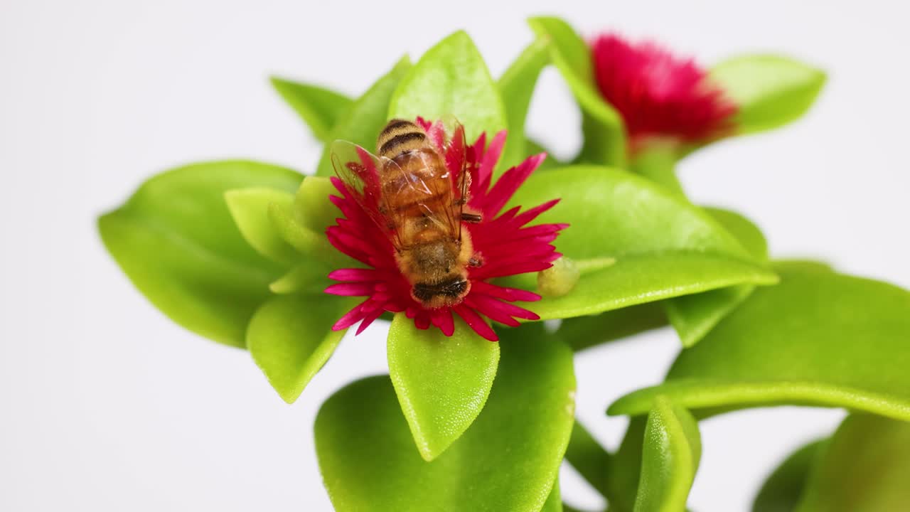 una abeja interactúa con una flor de cepillo de botella roja vibrante, colocada contra hojas verdes brillantes en un entorno de estudio bien iluminado