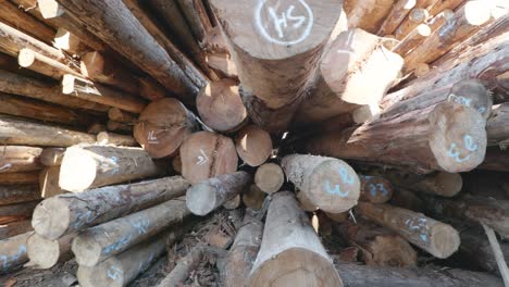 cinematic shot into a pile of cut tree trunks at an industrial forest lumber yard