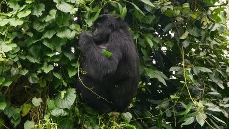 a close-up, 4k gimbal shot of an endangered mature mountain gorilla, living among their natural jungle habitat, bwindi impenetrable forest national park of uganda, africa