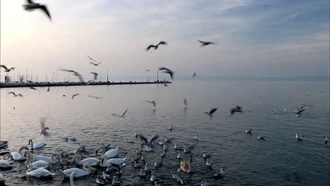 cisnes, patos y gaviotas peleando por comida en un lago