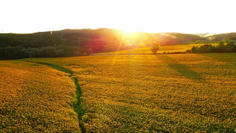 stunning 4k drone footage of a beautiful sunset over big golden sunflower field in the countryside