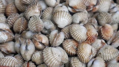 almejas de sangre crudas frescas en el mercado de pescado para la venta