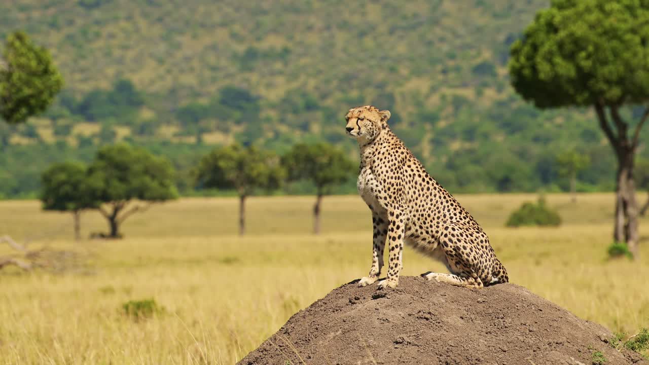 guepardo en el montículo de termitas cazando y buscando presa en un mirador mirando alrededor en áfrica, animales de safari de vida silvestre africana en masai mara, kenia en masai mara norte, hermoso retrato
