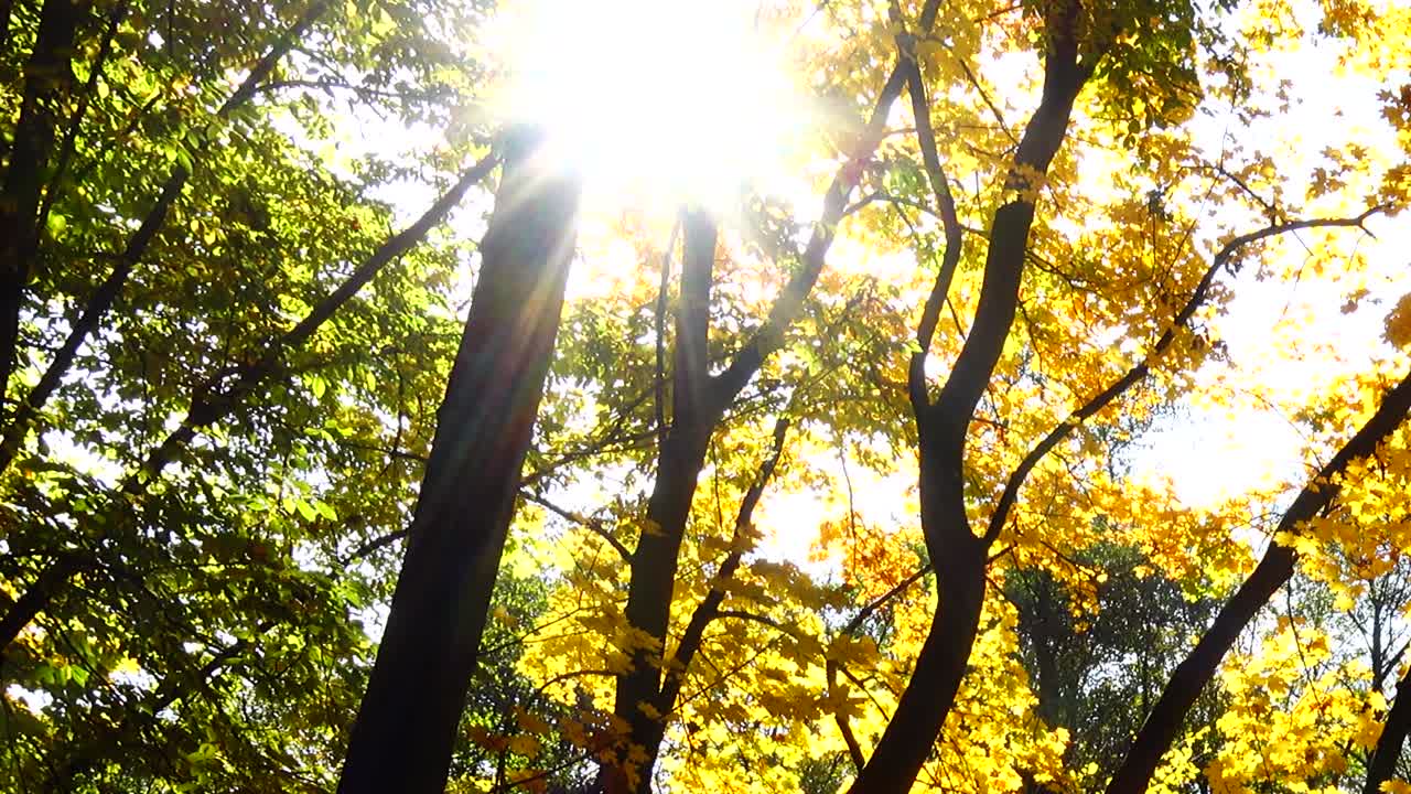Árboles de otoño en octubre