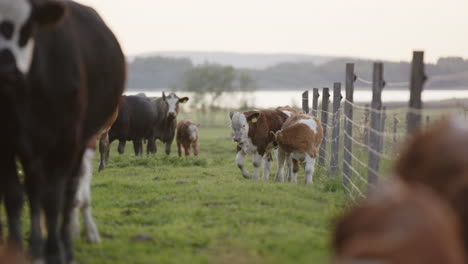 agriculture - herd of cows in an enclosed pasture with a fence, wide shot