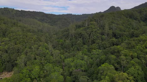 panorama of thick green rainforest of currumbin valley in gold coast hinterland in australian state of queensland