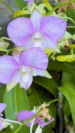orquídeas púrpuras floreciendo en un jardín