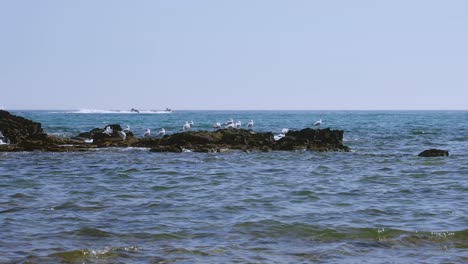 Gaviotas-En-Las-Rocas-Del-Océano-Con-Motos-Acuáticas-Pasando-Por-El-Fondo