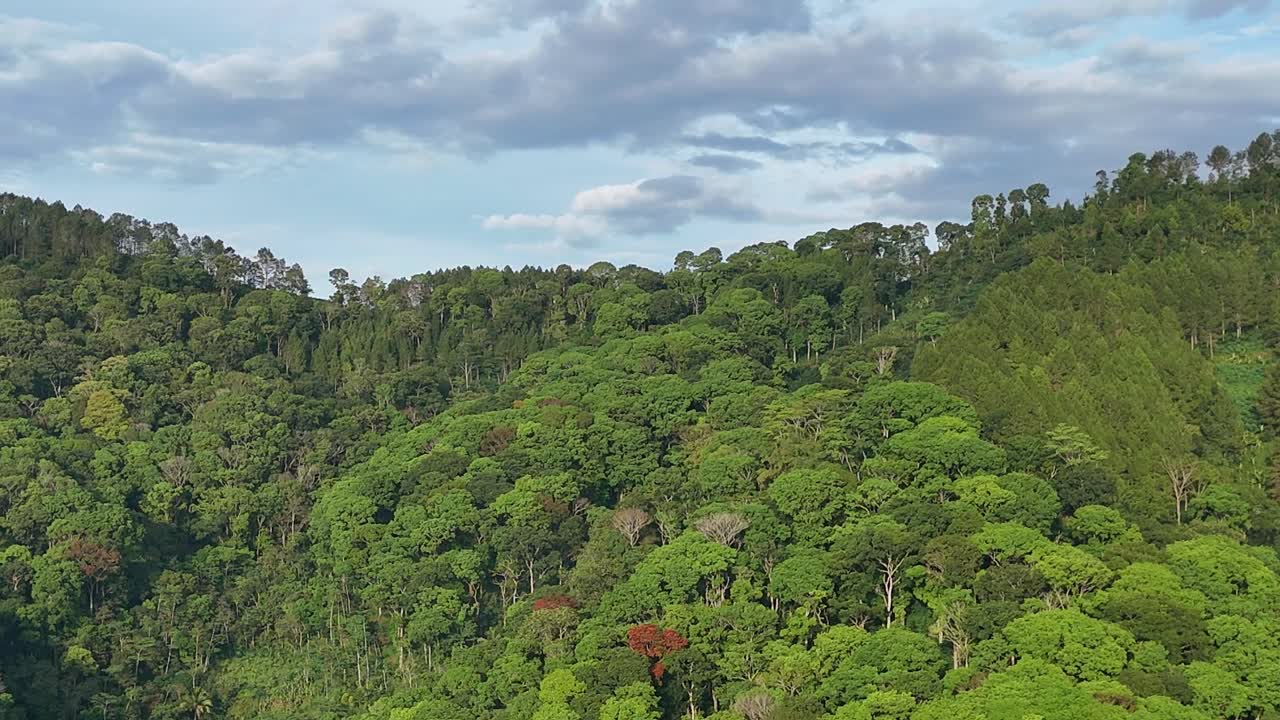 Aerial drone view of a lush tropical rainforest with dense green canopy and clear blue sky in the background