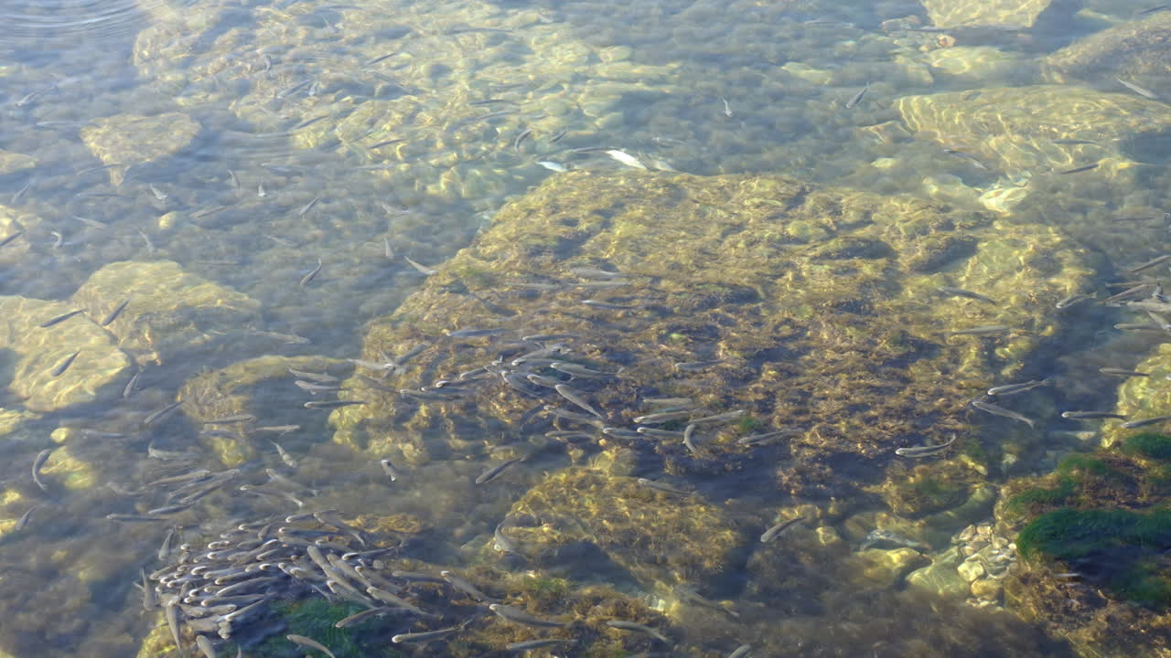 School of fishes in the sea. Time lapse. Fishes under water