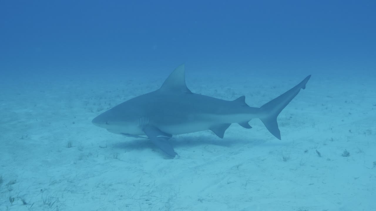 Plano geral subaquático de um tubarão-touro nadando sobre o fundo arenoso do oceano em águas tropicais azuis e claras.