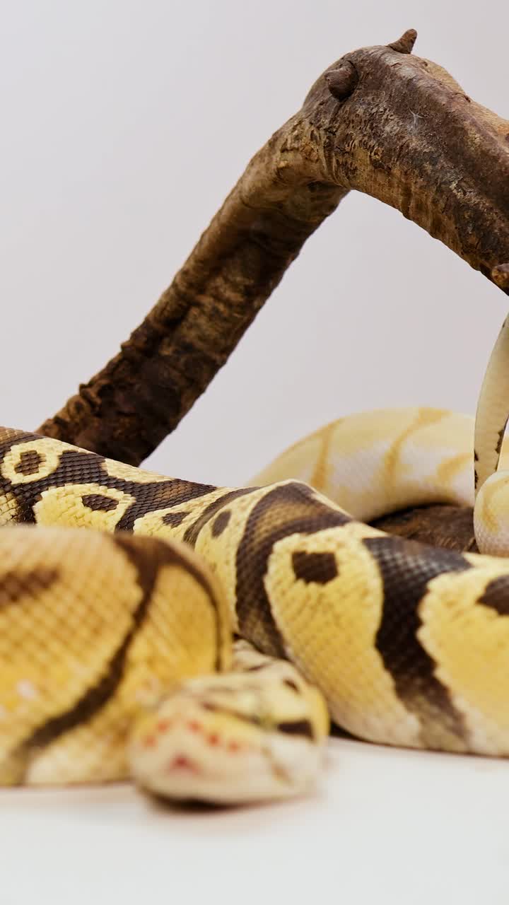 Un serpente del grano riposa su una superficie bianca, con luce naturale che ne evidenzia i motivi vivaci.