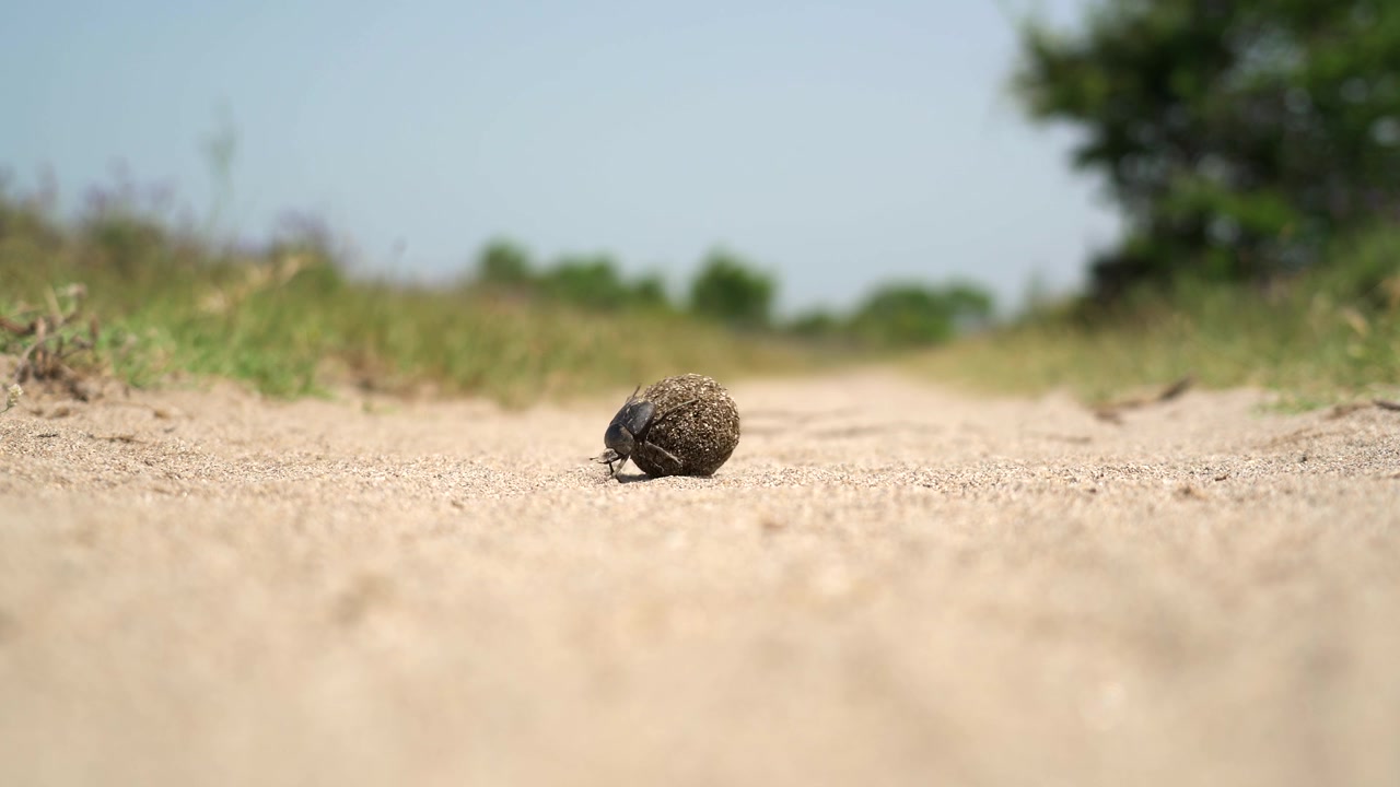 Mestkever die een mestbal rolt over zanderige grond