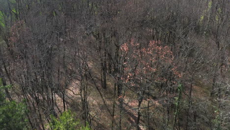 an aerial drone shot of a leafless forest just outside of cognac, france