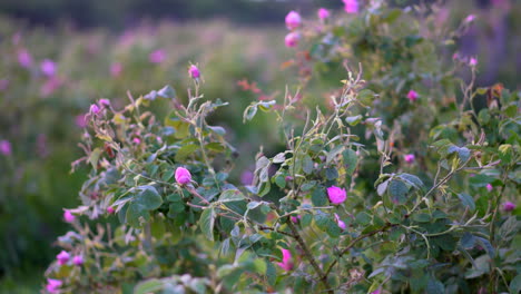 campo con arbustos rosa de damasco con aceite búlgaro