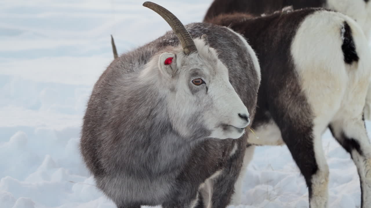 Dall sheep graze along rocky slopes blanketed by deep winter snow in Yukon, Canada. Their hardy nature highlights the resilience of North American wildlife in alpine terrain.