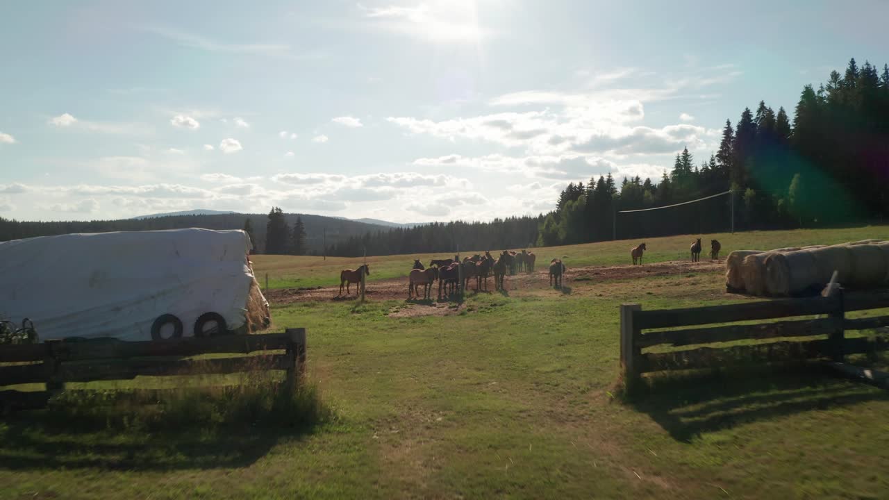 полет очень близко над коричневыми лошадьми, пасущимися на пастбище в сихле, словакия