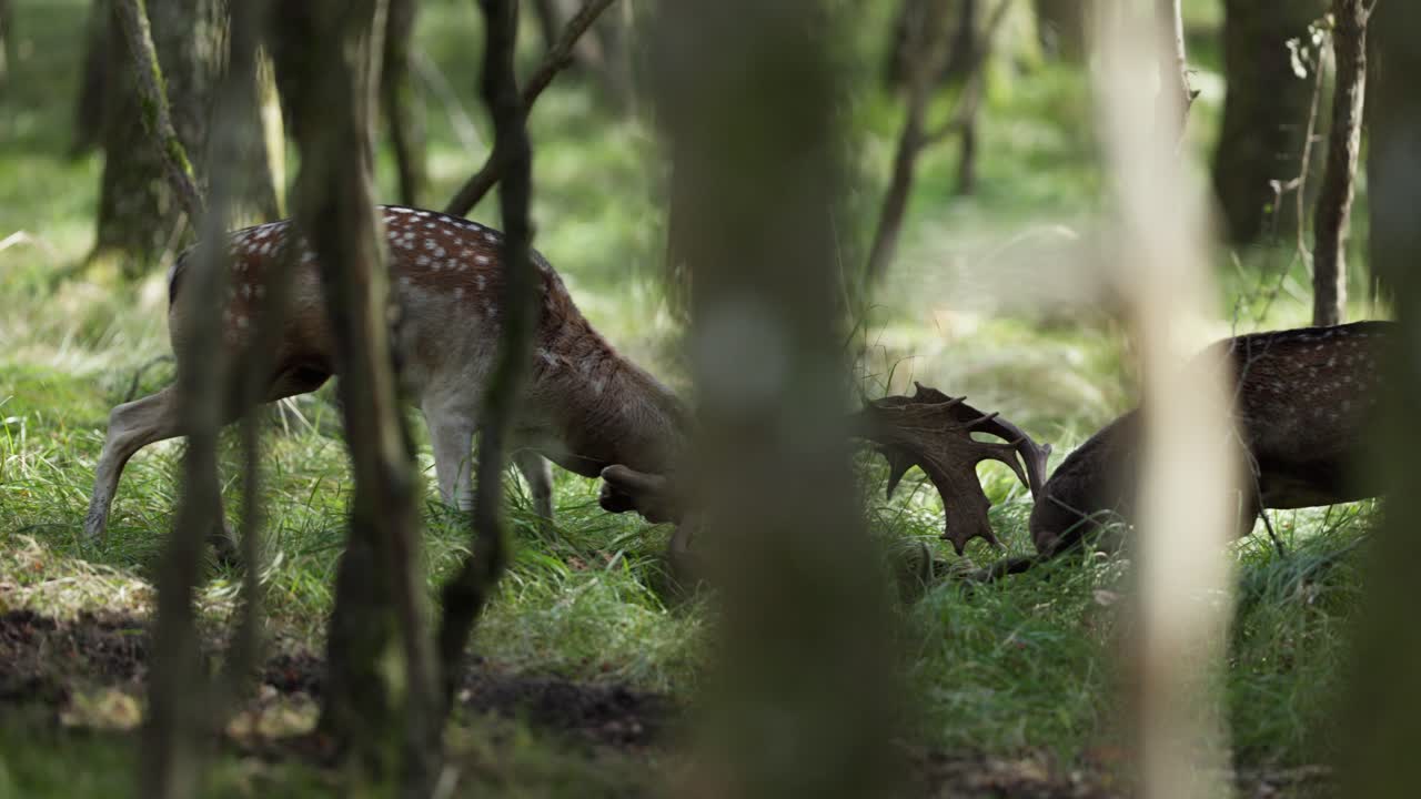 Two Fallow Deer Stags in the Forest