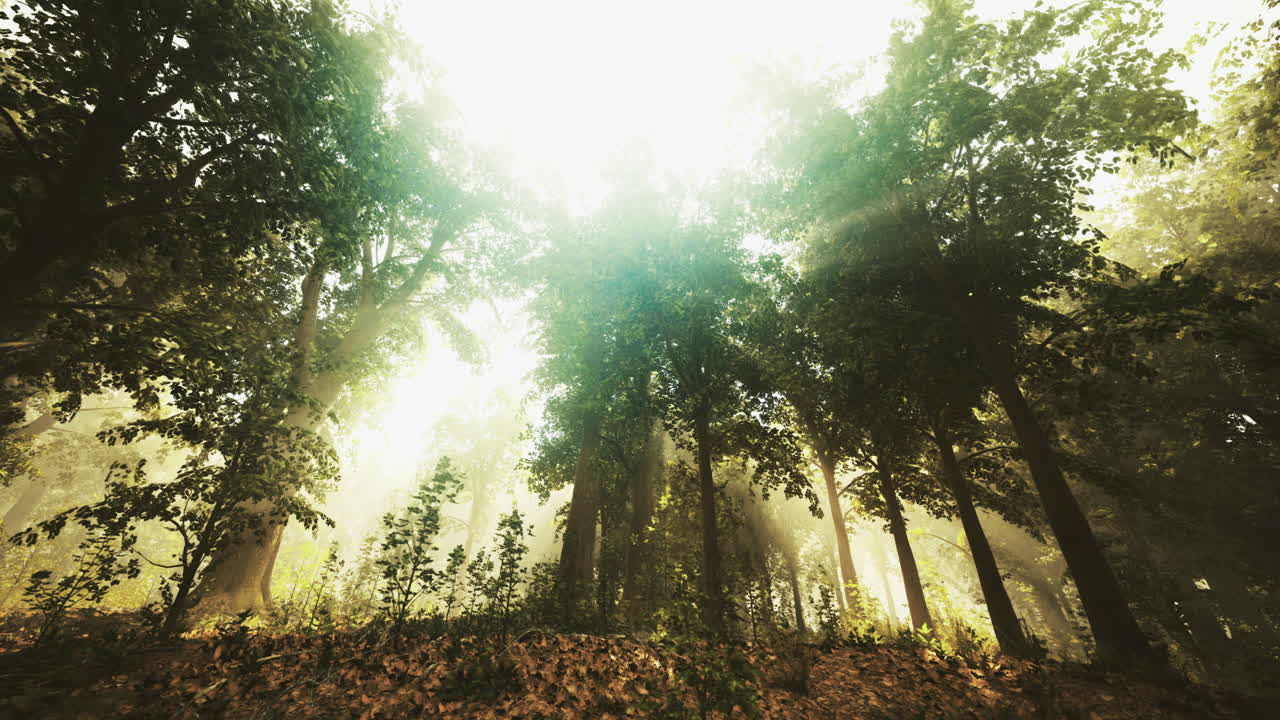 Sunlight filters through dense forest canopy in early morning