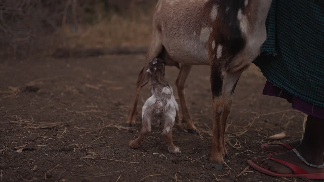 cabrito ordeñando en un pueblo tradicional masai en áfrica