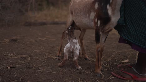 Baby-goat-milking-in-a-traditional-village-Maasai-in-Africa