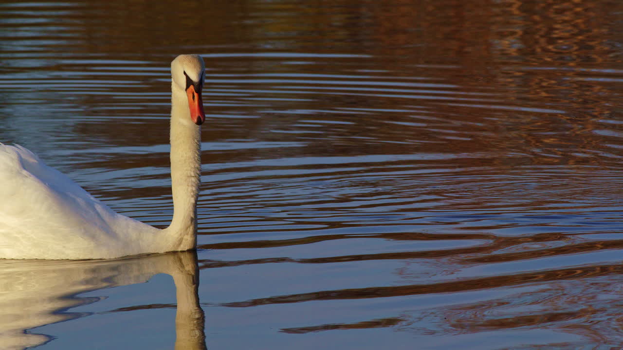 Swans drift calmly over a still pond in slow motion at dawn