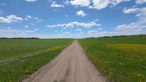 country dry road in alberta canada with dandelions and bright blue sky