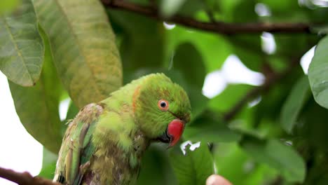 Loro-Enojado-Con-Ojos-Furiosos