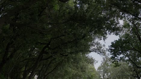 Bottom-view-walking-under-a-avenue-of-green-trees