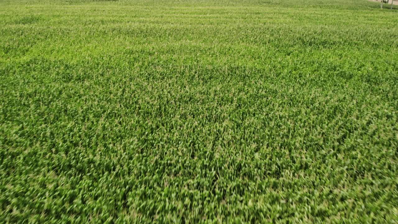 toma aérea de drones de varios campos de maíz