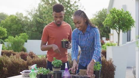 happy african american couple planting herbs in backyard