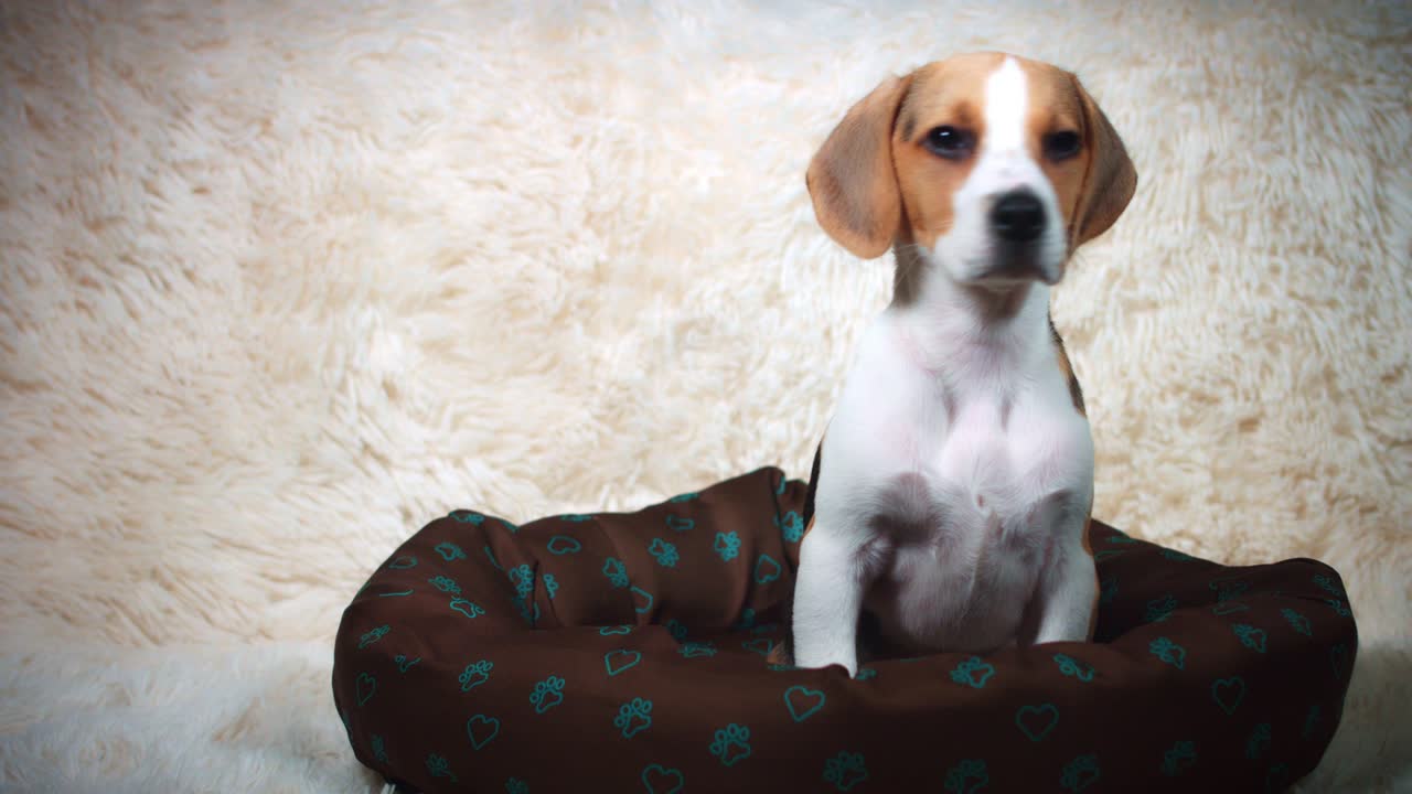 4k Shot of a Beagle Puppy Dog Seating on his Place, dolly