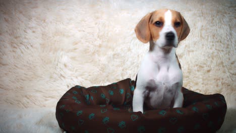 4k tiro de un perro cachorro beagle sentado en su lugar, muñeca
