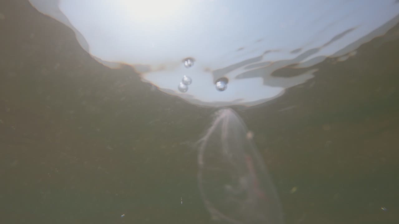 발트해에서 해파리의 수중 슬로우 모션 보기