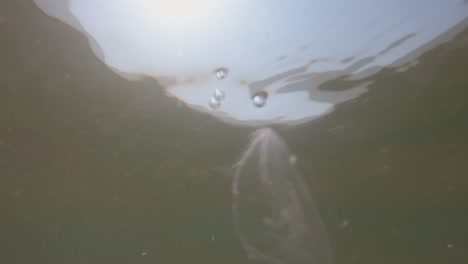 Underwater Slow Motion View of Jellyfish in the Baltic Sea