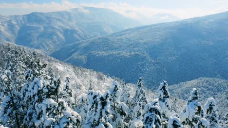 snowy mountain forest landscape