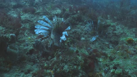 spiny lionfish drift across a rugged seabed, their venomous fins fanned out in striking display as they prowl through the dim underwater environment