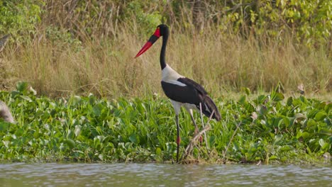 a saddle billed stork (ephippiorhynchus senegalensis) stands in shallow water by the nile river in uganda, captured in real time, surrounded by aquatic vegetation and dry grass